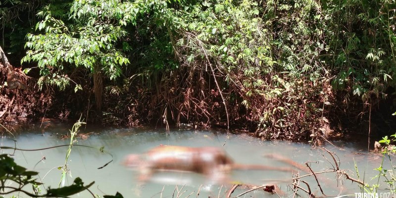 Corpo de homem encontrado em riacho em Minga Guazú, no Paraguai